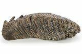 Fossil Woolly Mammoth Lower M Molar - Siberia #238762-2